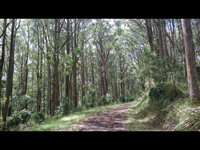 Mathias Track, Dog friendly walk in the Dandenong Ranges Walking Maps