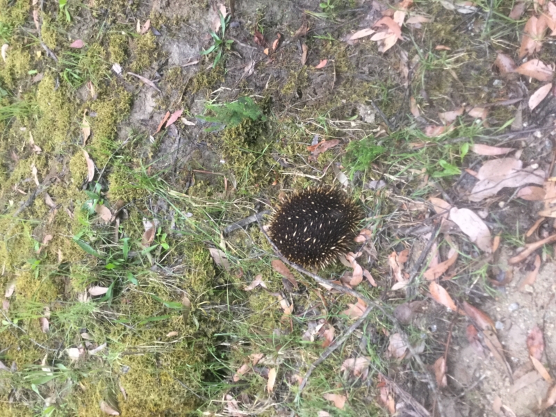 Nar Nar Goon North Water Walk Walking Maps