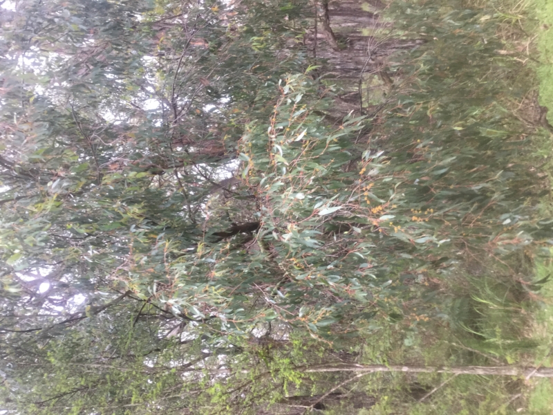 Nar Nar Goon North Water Walk Walking Maps