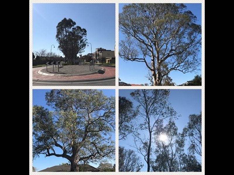 Let's Walk Lynbrook Walking Maps