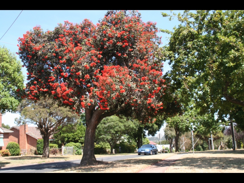 Drouin Trees of Many Nations Walk Walking Maps