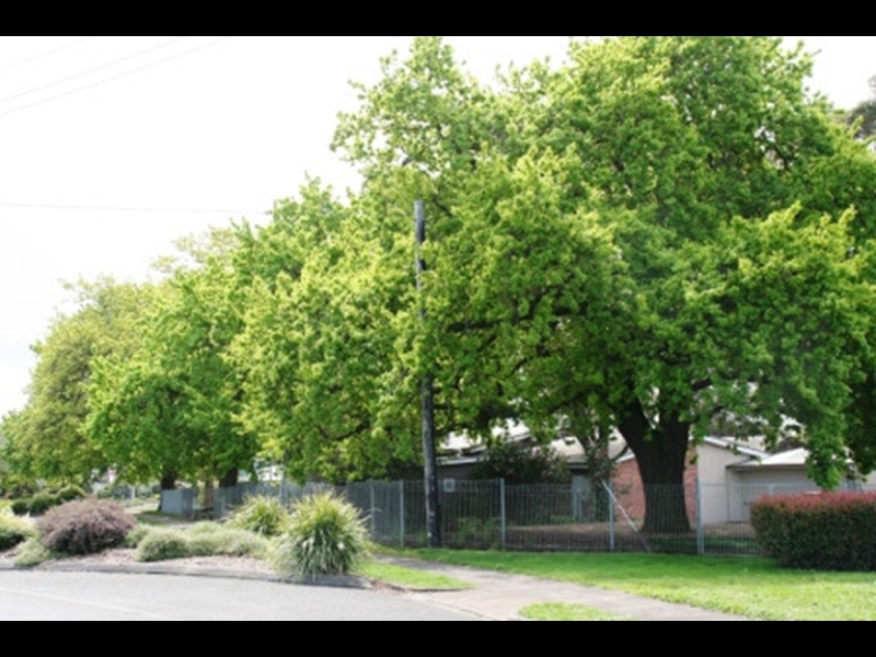 Drouin Trees of Many Nations Walk Walking Maps