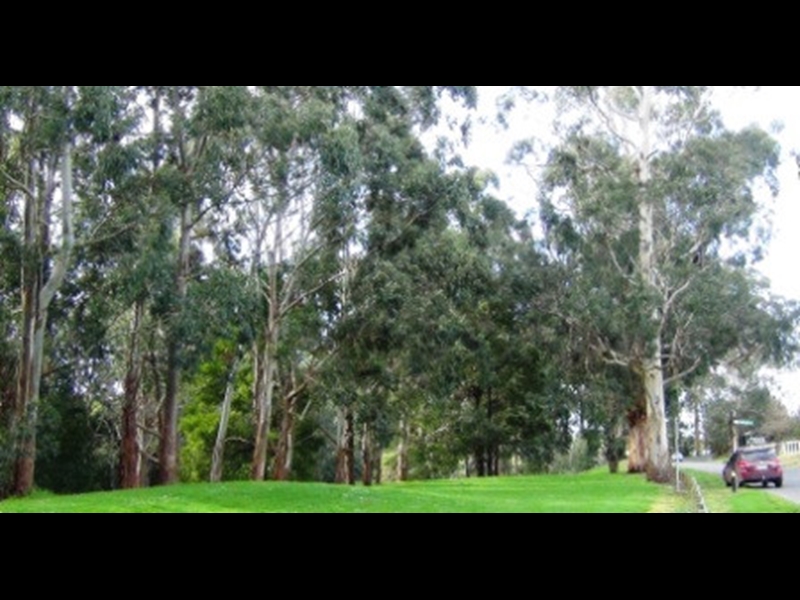 Drouin Trees of Many Nations Walk Walking Maps