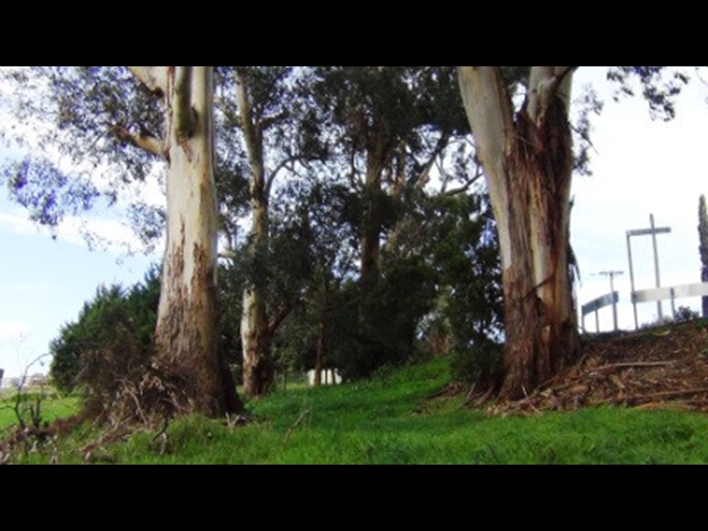 Drouin Trees of Many Nations Walk Walking Maps