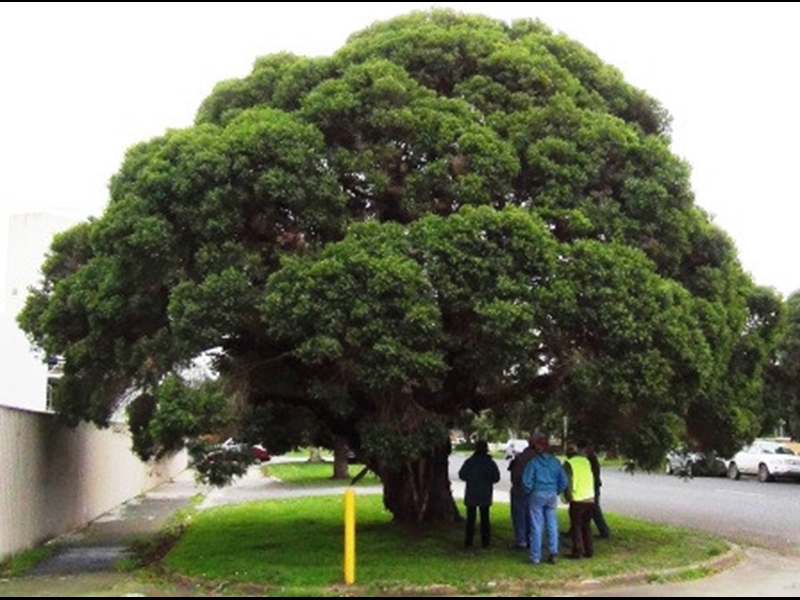 Drouin Trees of Many Nations Walk Walking Maps