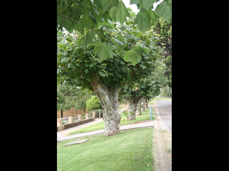 Drouin Trees of Many Nations Walk Walking Maps