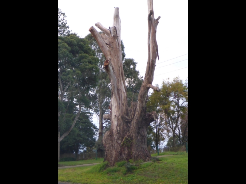 Drouin Trees of Many Nations Walk Walking Maps