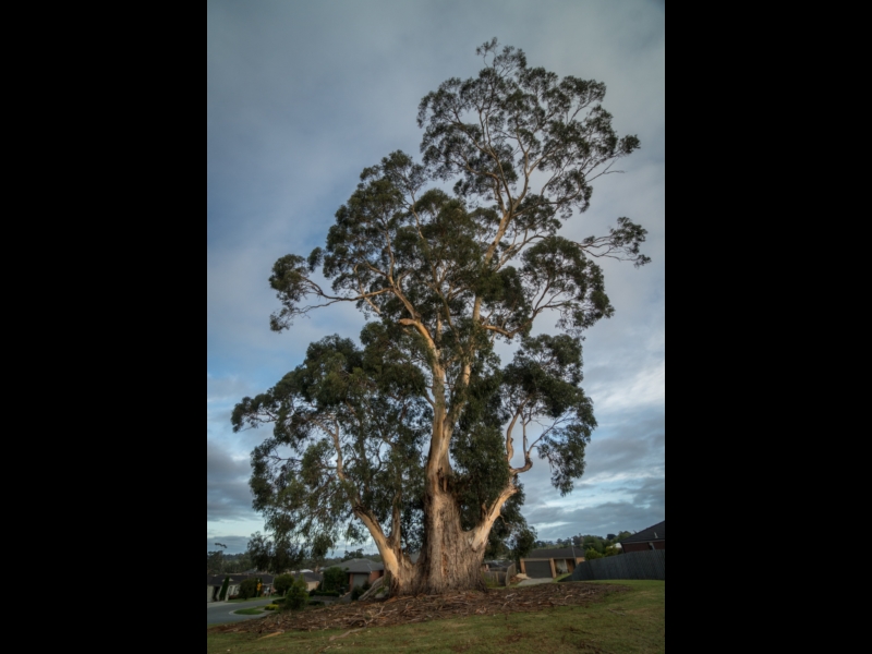 Drouin Settlement Giant Walk Walking Maps