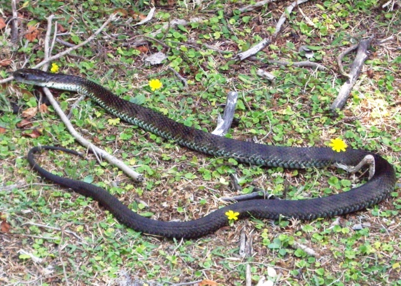 Refuge Cove overnight hike Walking Maps